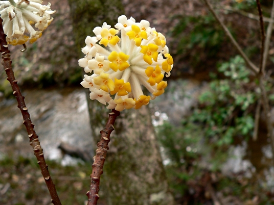 {Edgeworthia papyrifera}